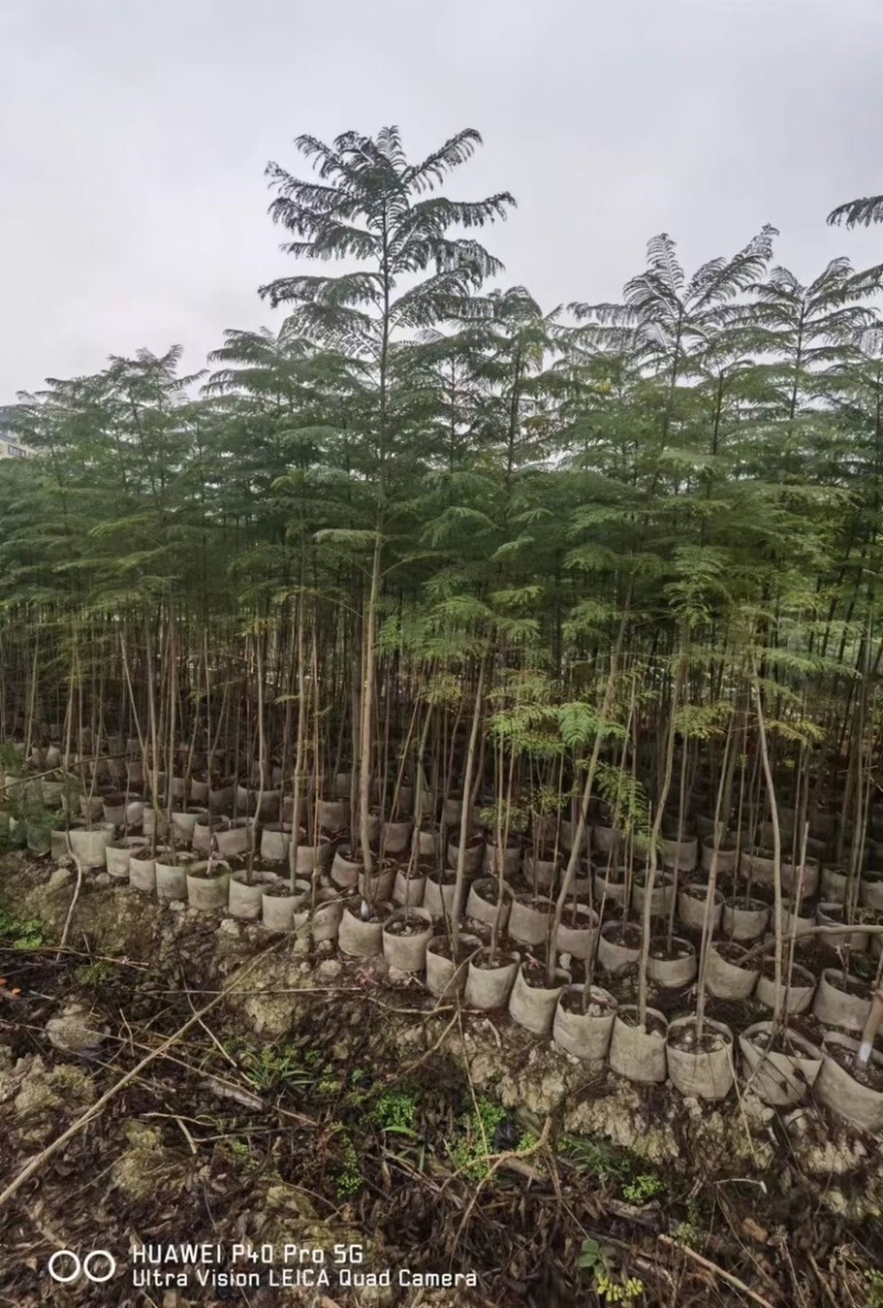 复绿蓝花楹原生苗2～3公分基地直销规格齐全欢迎来电
