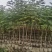 复绿蓝花楹原生苗2～3公分基地直销规格齐全欢迎来电