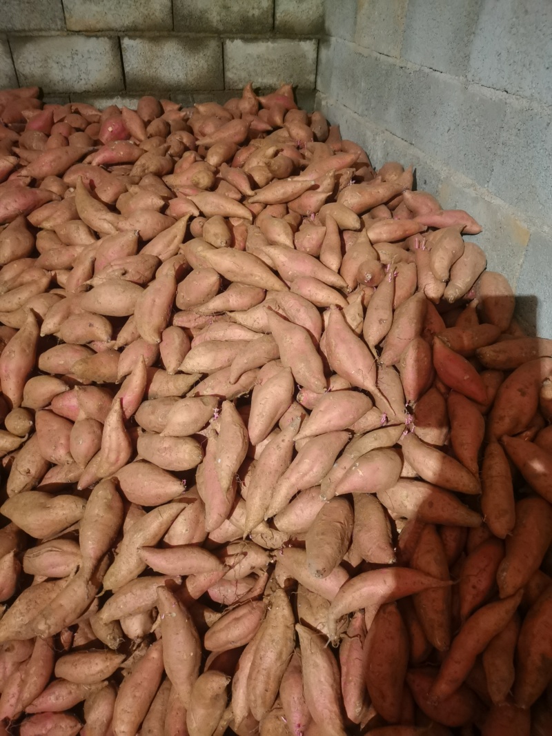西瓜红4两以上的加工厂货，山东济宁市邹城市，