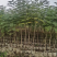 复绿蓝花楹原生苗2～3公分基地直销规格齐全欢迎来电