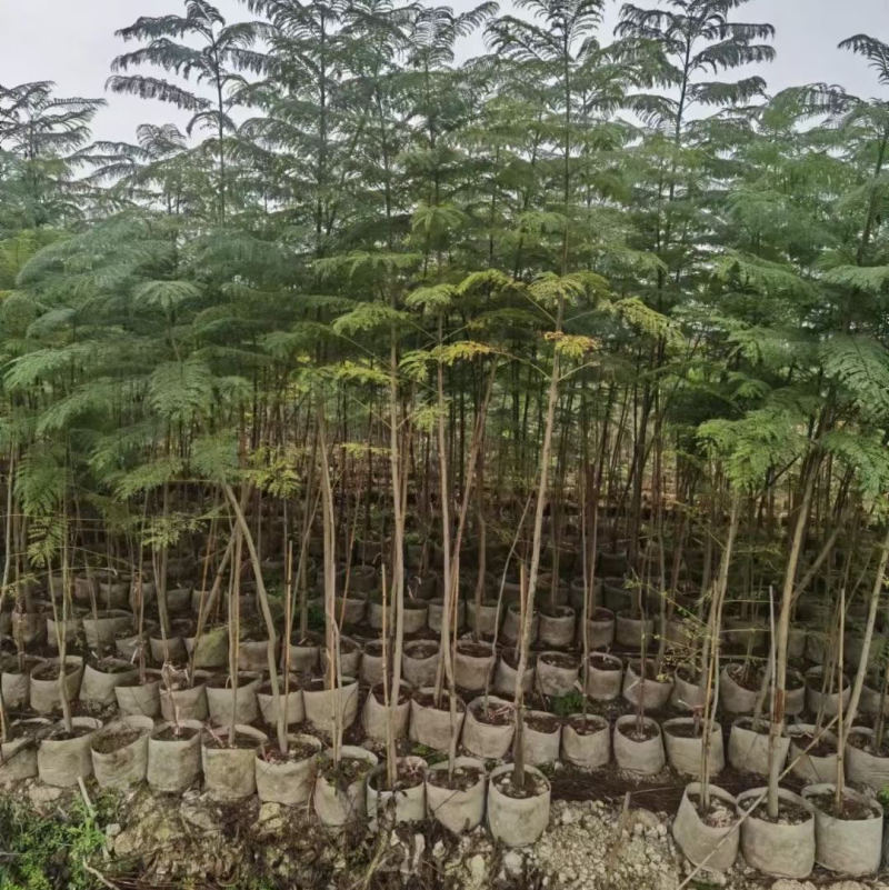 复绿蓝花楹原生苗2～3公分基地直销规格齐全欢迎来电