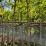 白玉兰5～10公分基地直销规格齐全质量优欢迎来电咨询