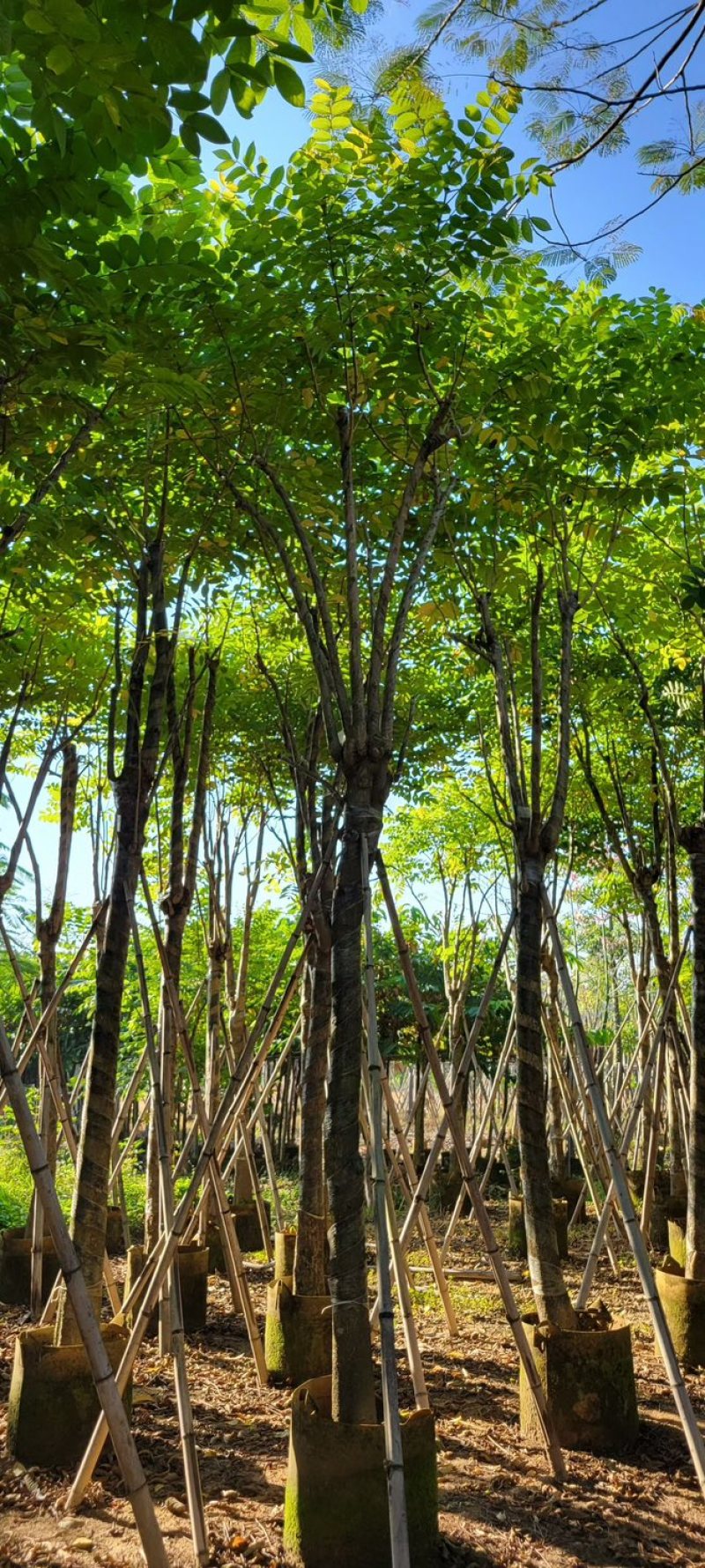 火焰木12～15公分基地直销质量优欢迎来电咨询合作