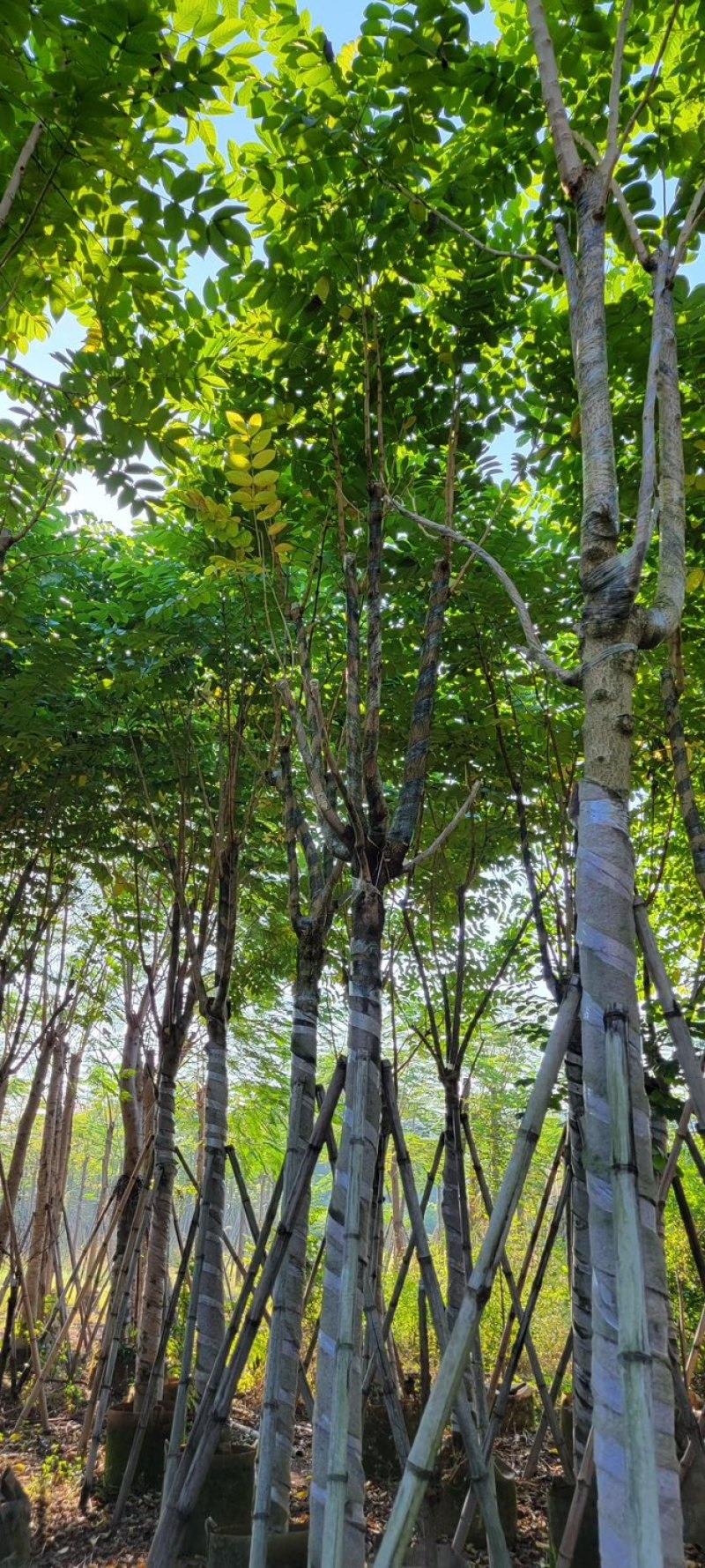 火焰木12～15公分基地直销质量优欢迎来电咨询合作