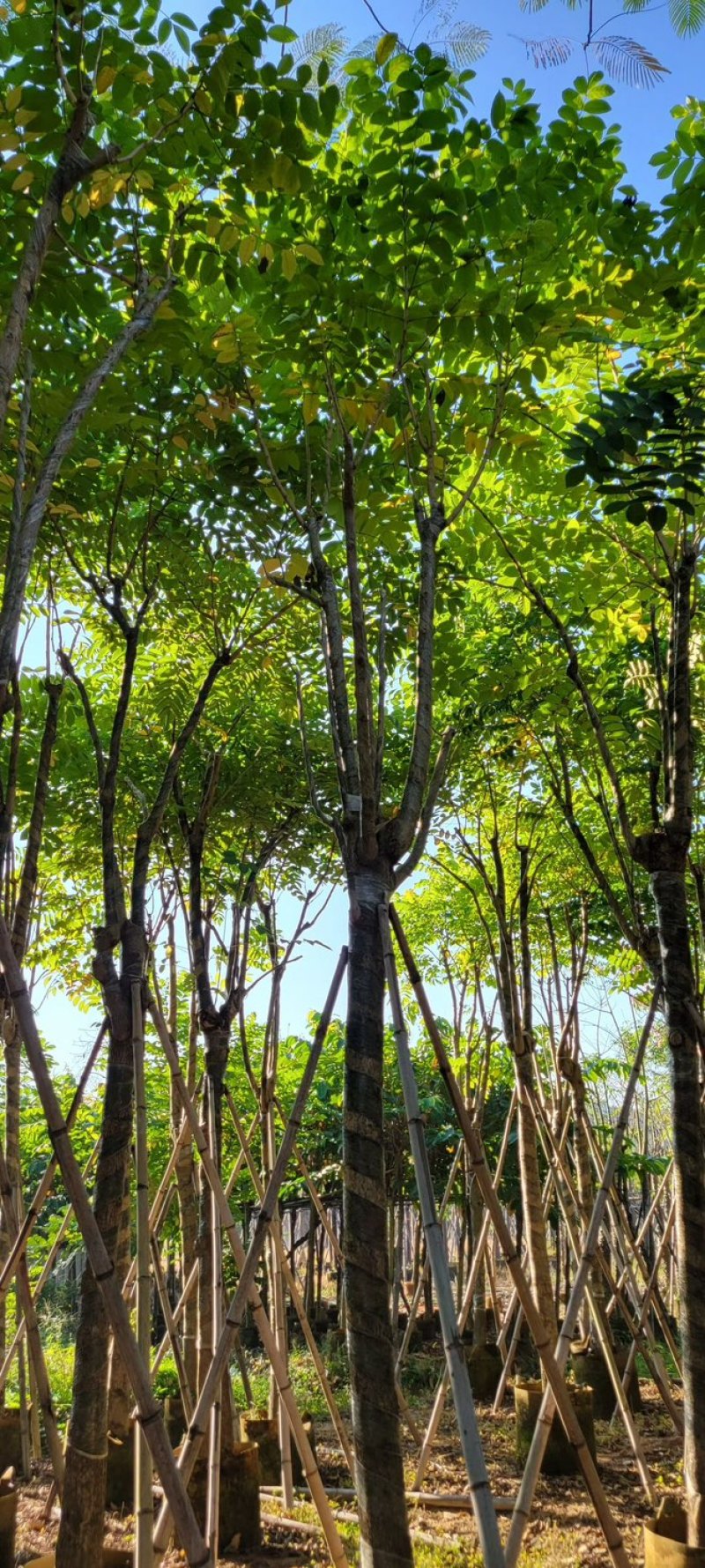 火焰木12～15公分基地直销质量优欢迎来电咨询合作
