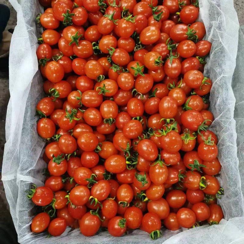 【夏季推荐】广西百色千禧圣女果小番茄电商货价格美品质好