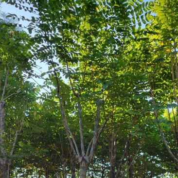 火焰木12～15公分基地直销质量优欢迎来电咨询合作
