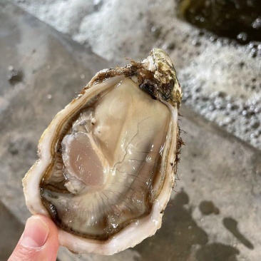 精品生蚝全国发货