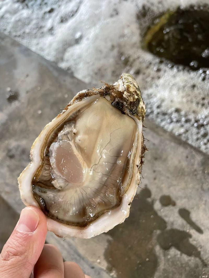 精品生蚝全国发货
