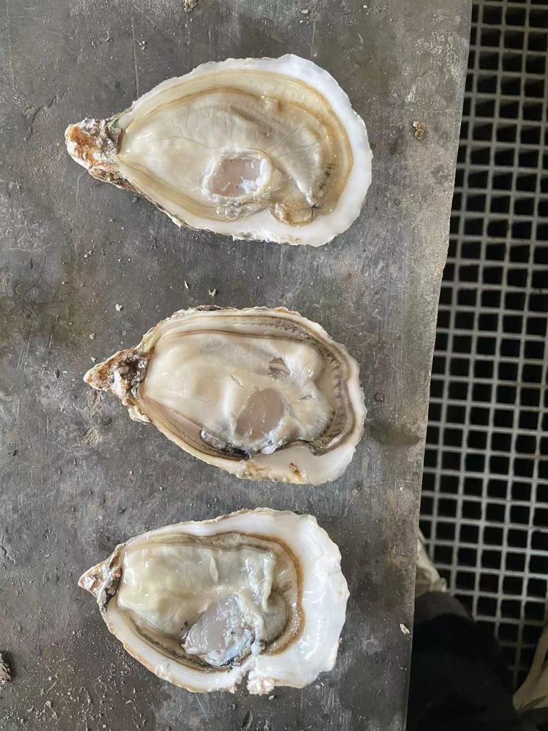 精品生蚝全国发货