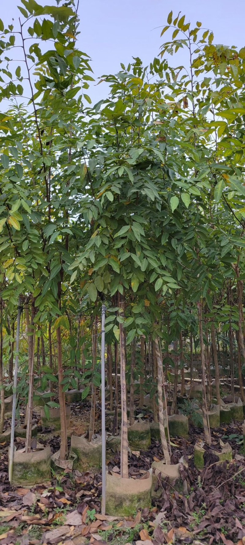 复绿腊肠树3～5公分基地直销规格齐全欢迎来电