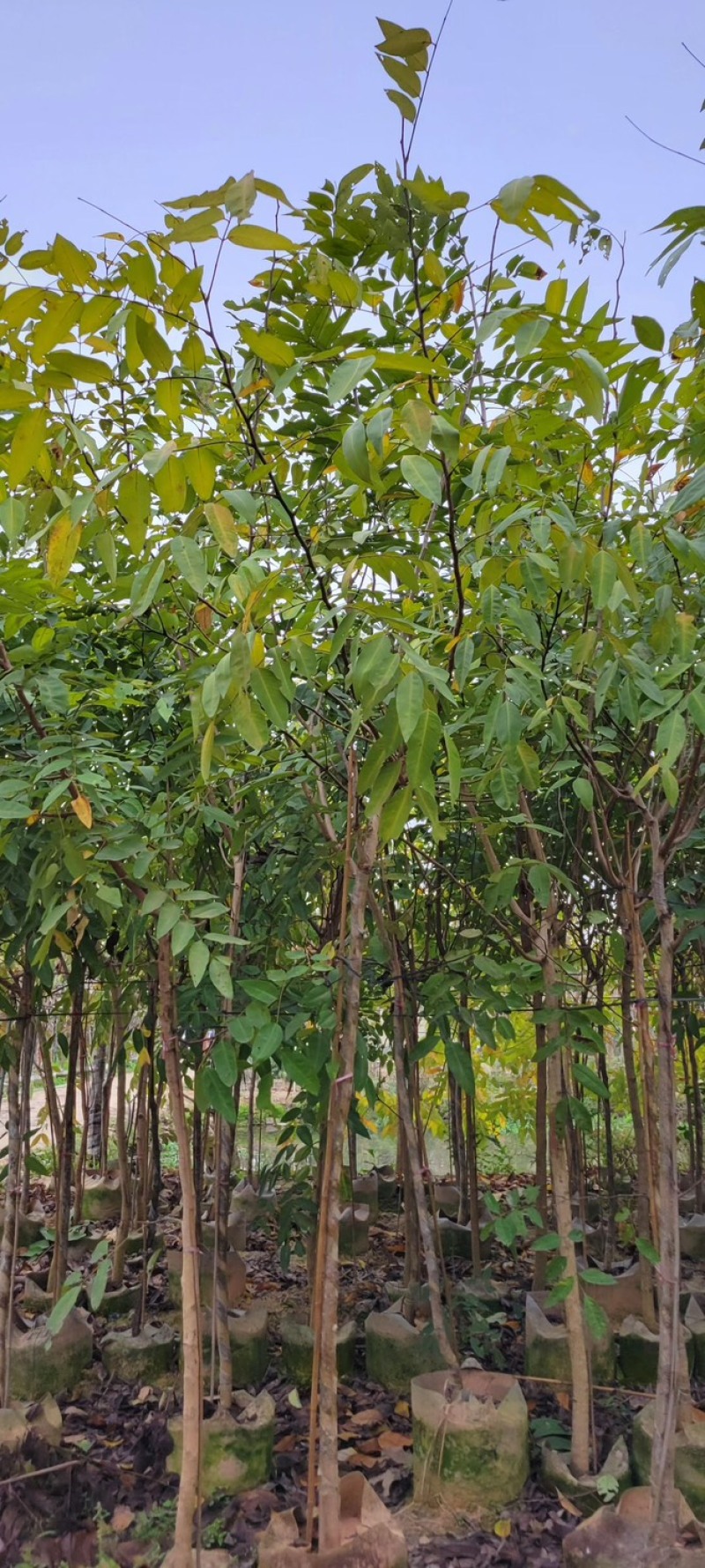 复绿腊肠树3～5公分基地直销规格齐全欢迎来电