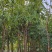 复绿腊肠树3～5公分基地直销规格齐全欢迎来电