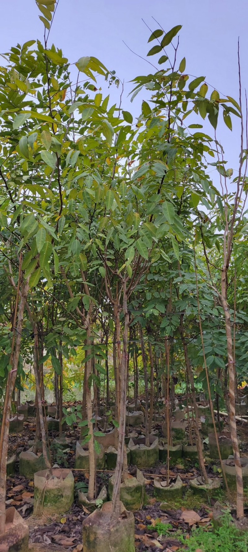 复绿腊肠树3～5公分基地直销规格齐全欢迎来电