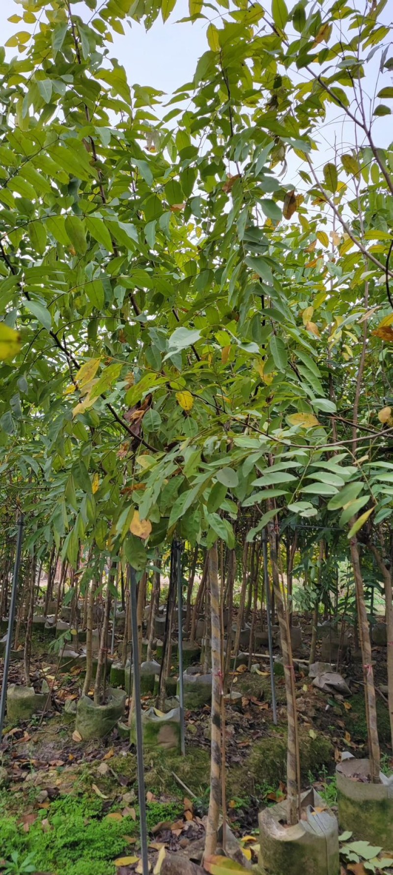 复绿腊肠树3～5公分基地直销规格齐全欢迎来电