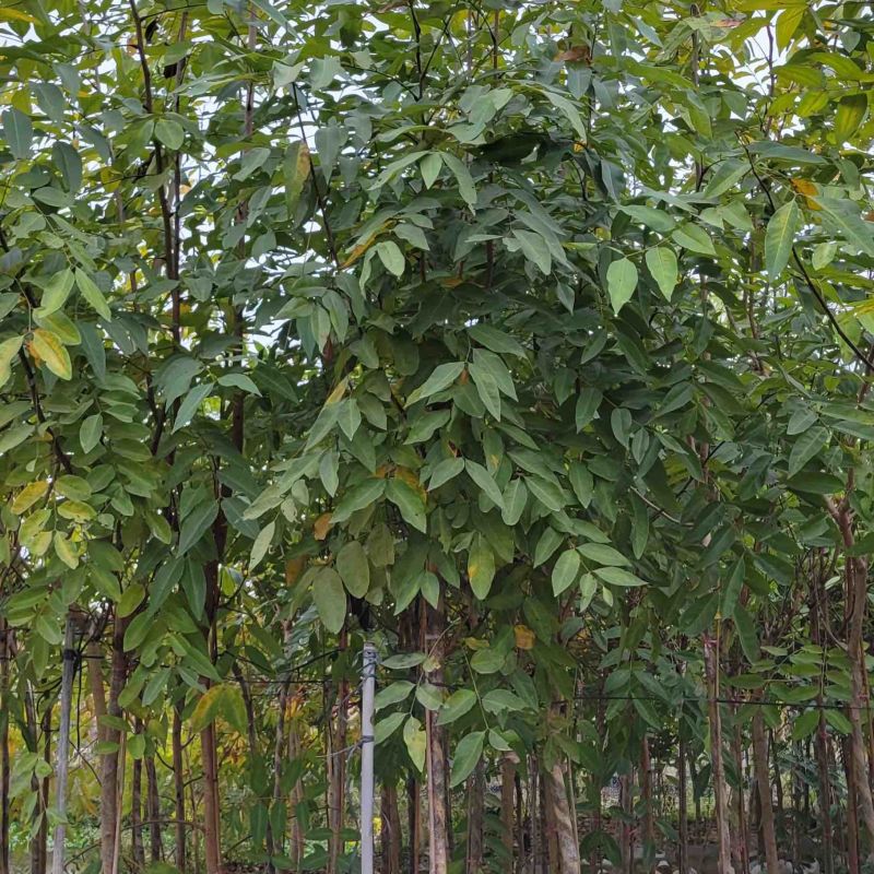 复绿腊肠树3～5公分基地直销规格齐全欢迎来电