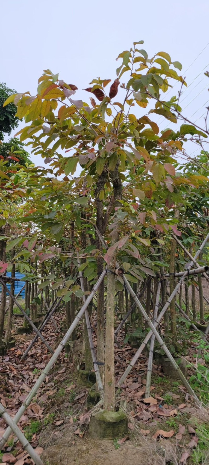 复绿大叶紫薇7～12公分基地直销规格齐全欢迎来电咨询