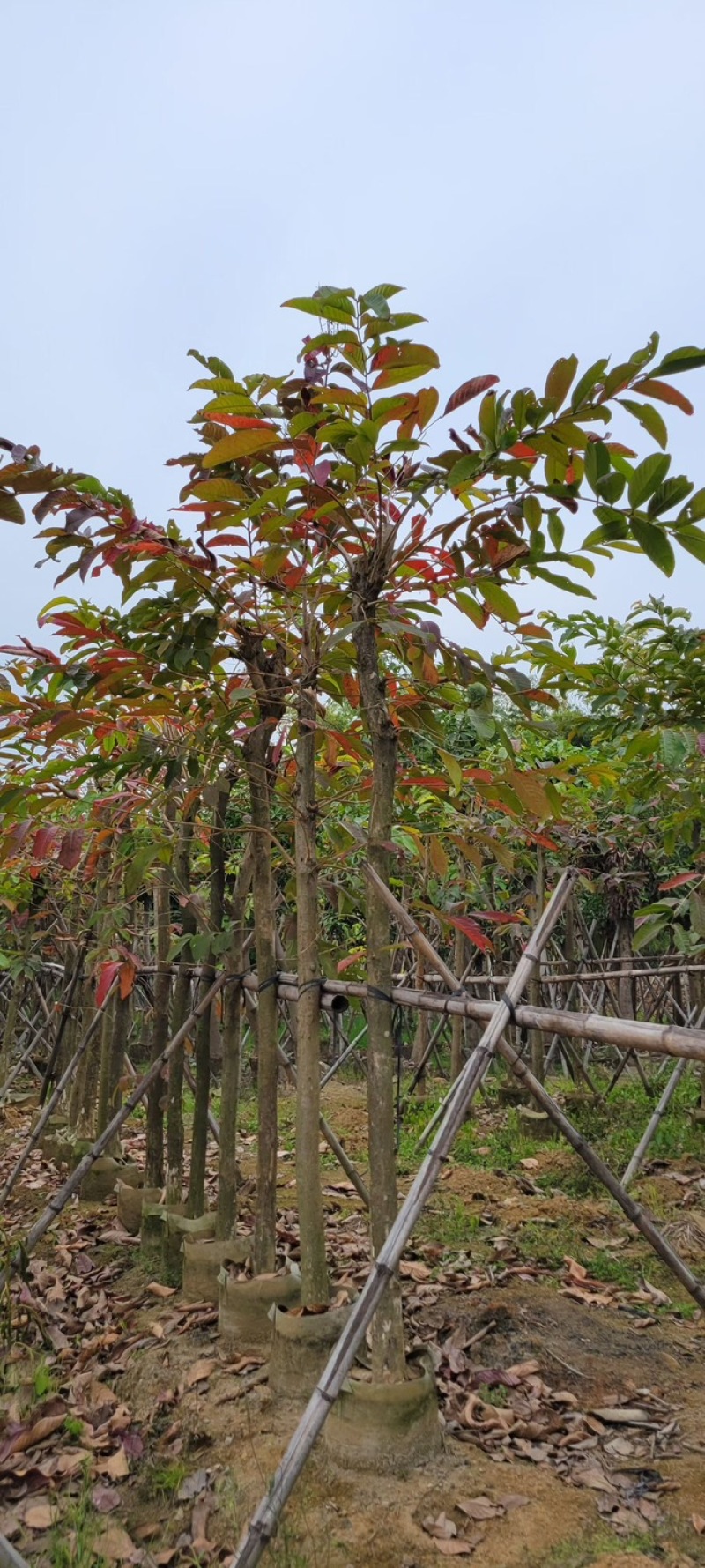 复绿大叶紫薇7～12公分基地直销规格齐全欢迎来电咨询