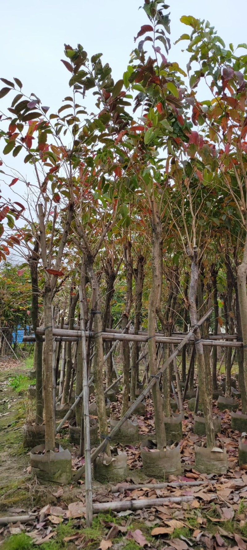 复绿大叶紫薇7～12公分基地直销规格齐全欢迎来电咨询