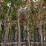 复绿大叶紫薇7～12公分基地直销规格齐全欢迎来电咨询
