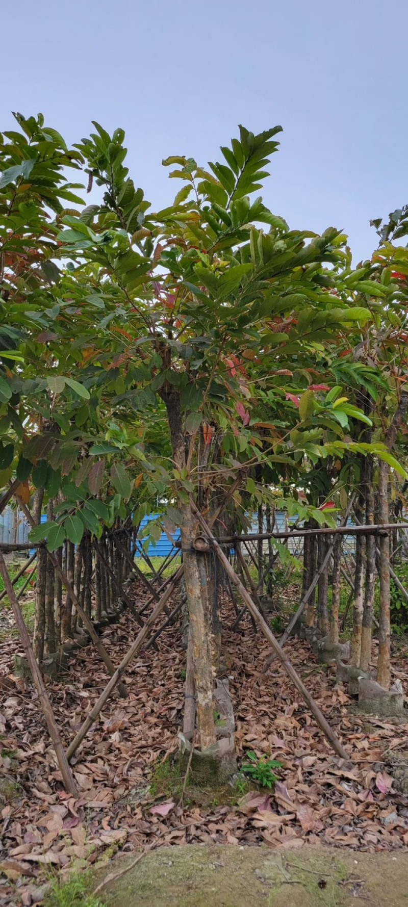 复绿大叶紫薇7～12公分基地直销规格齐全欢迎来电咨询