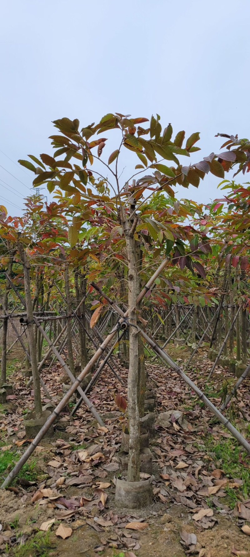 复绿大叶紫薇7～12公分基地直销规格齐全欢迎来电咨询