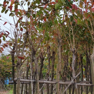 复绿大叶紫薇7～12公分基地直销规格齐全欢迎来电咨询