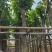 四季常绿秋枫10～15公分基地直销规格齐全欢迎来电