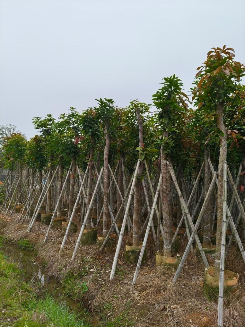 芒果树10～15公分基地直销质量优欢迎来电咨询合作