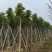 芒果树10～15公分基地直销质量优欢迎来电咨询合作