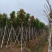 芒果树10～15公分基地直销质量优欢迎来电咨询合作