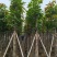 芒果树10～15公分基地直销质量优欢迎来电咨询合作