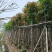 芒果树10～15公分基地直销质量优欢迎来电咨询合作