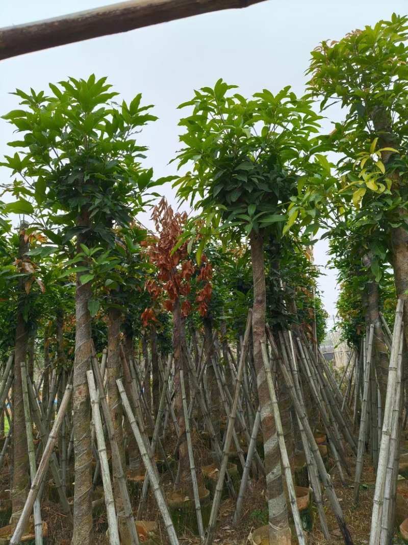 芒果树10～15公分基地直销质量优欢迎来电咨询合作