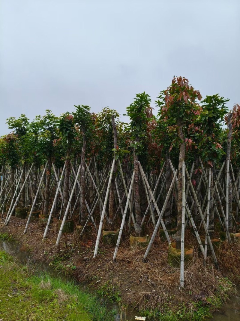 芒果树10～15公分基地直销质量优欢迎来电咨询合作