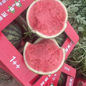 《西瓜》精品麒麟西瓜，无籽西瓜，美都西瓜产地直发