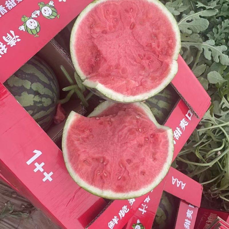 《西瓜》精品麒麟西瓜，无籽西瓜，美都西瓜产地直发