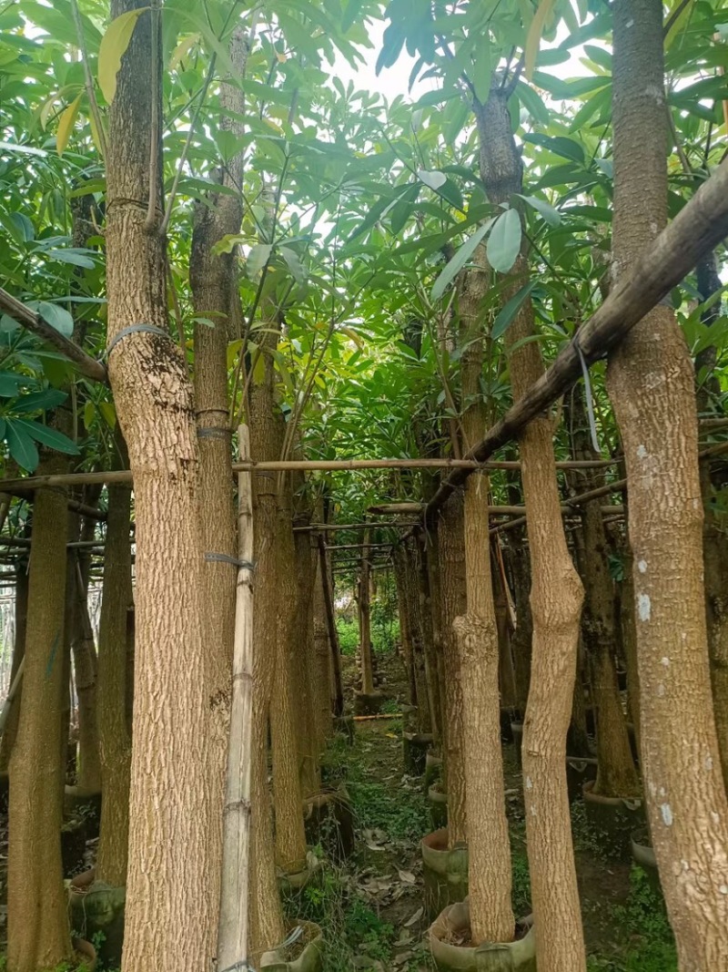 四季常绿灯台树（盆架子）5～12公分基地直销欢迎来电