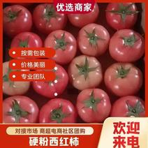 [精品]宁夏灵武硬粉早春西红柿番茄大量有货