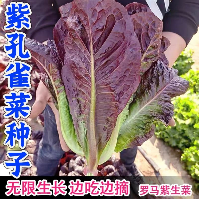 罗马紫孔雀菜种子紫色直立生菜种子紫色孔雀菜四季蔬菜盆栽菜
