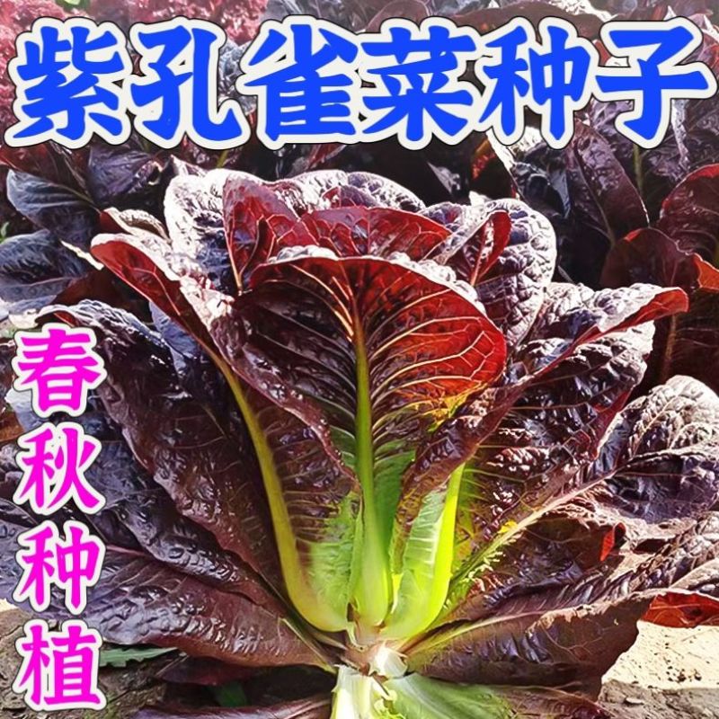 罗马紫孔雀菜种子紫色直立生菜种子紫色孔雀菜四季蔬菜盆栽菜