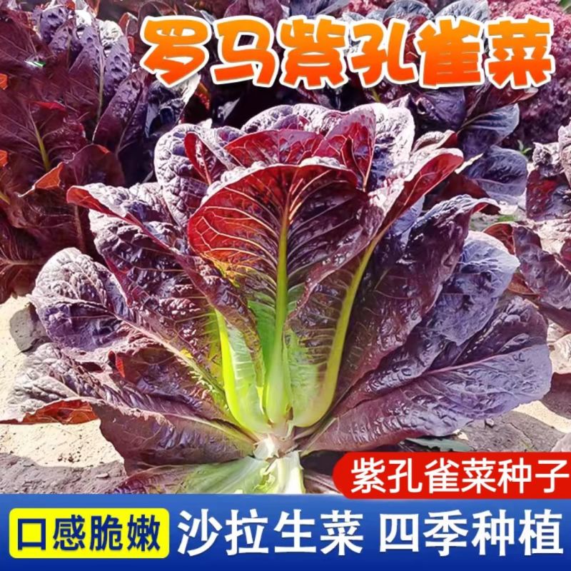 罗马紫孔雀菜种子紫色直立生菜种子紫色孔雀菜四季蔬菜盆栽菜