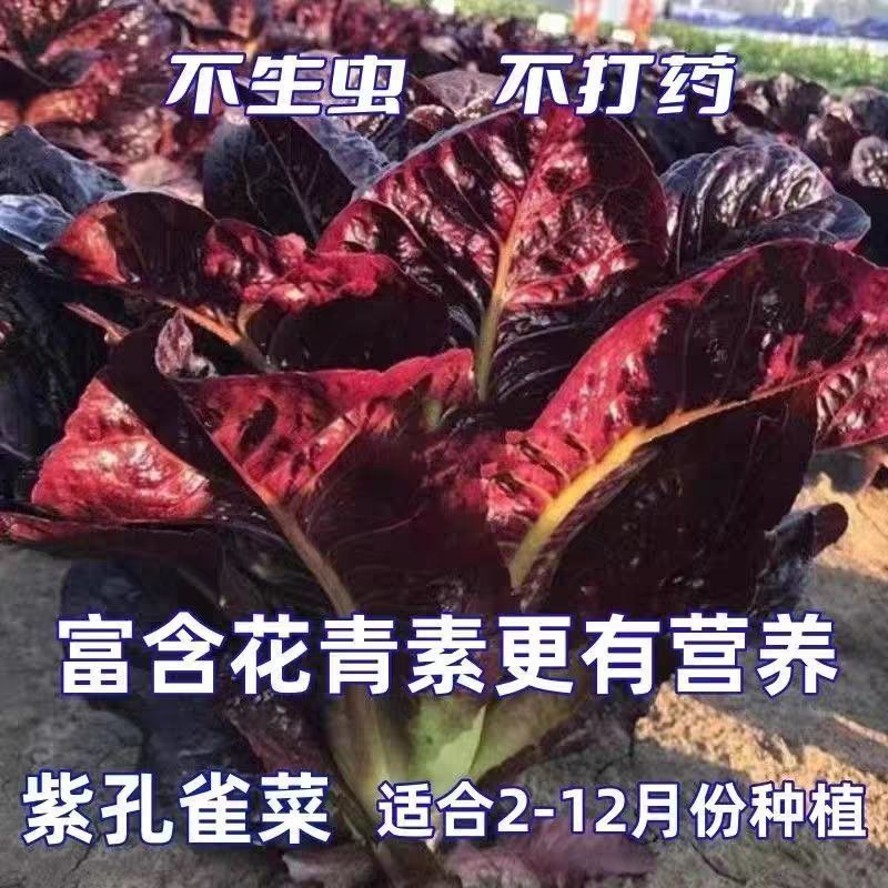 罗马紫孔雀菜种子紫色直立生菜种子紫色孔雀菜四季蔬菜盆栽菜