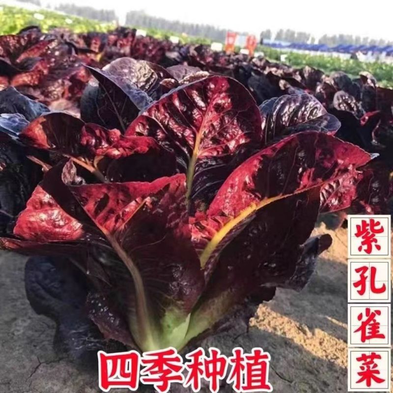 罗马紫孔雀菜种子紫色直立生菜种子紫色孔雀菜四季蔬菜盆栽菜