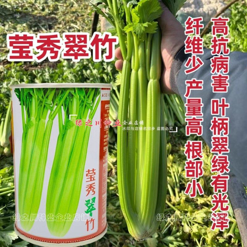 引进法国西芹莹秀翠竹西芹种子抗病高产纤维少根部小芹菜种子