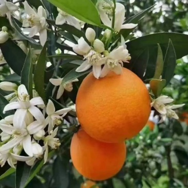 大量现货夏橙电商果，有需要的老板联系一下咯