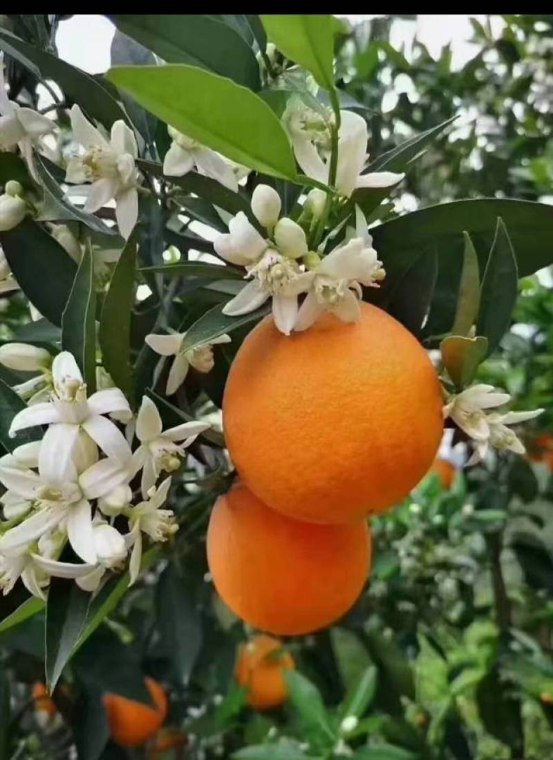 大量现货夏橙电商果，有需要的老板联系一下咯