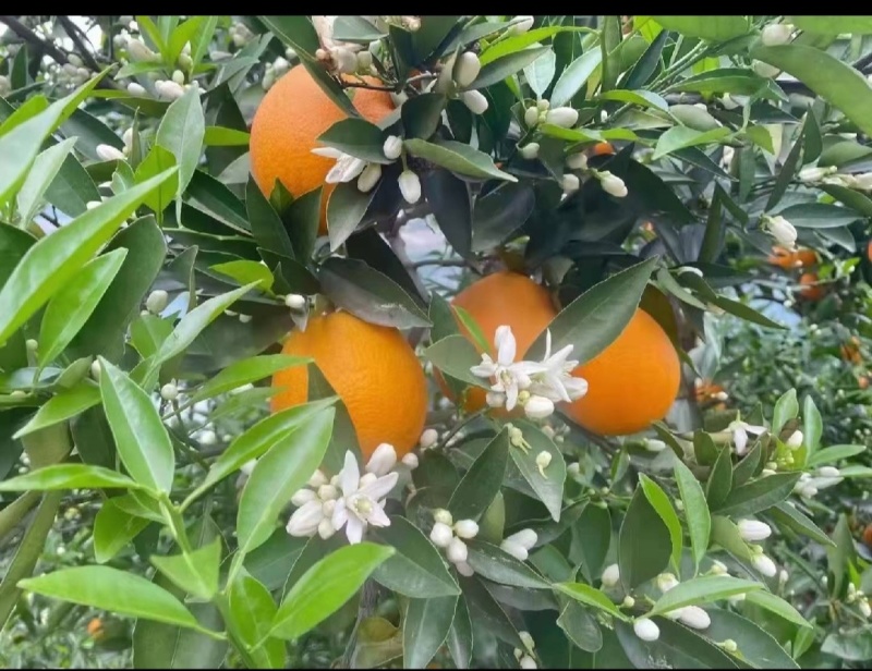 大量现货夏橙电商果，有需要的老板联系一下咯