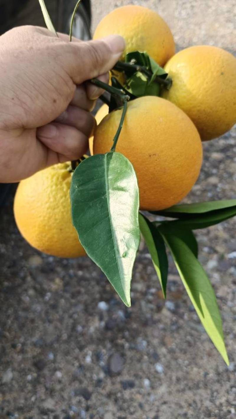 大量现货夏橙电商果，有需要的老板联系一下咯