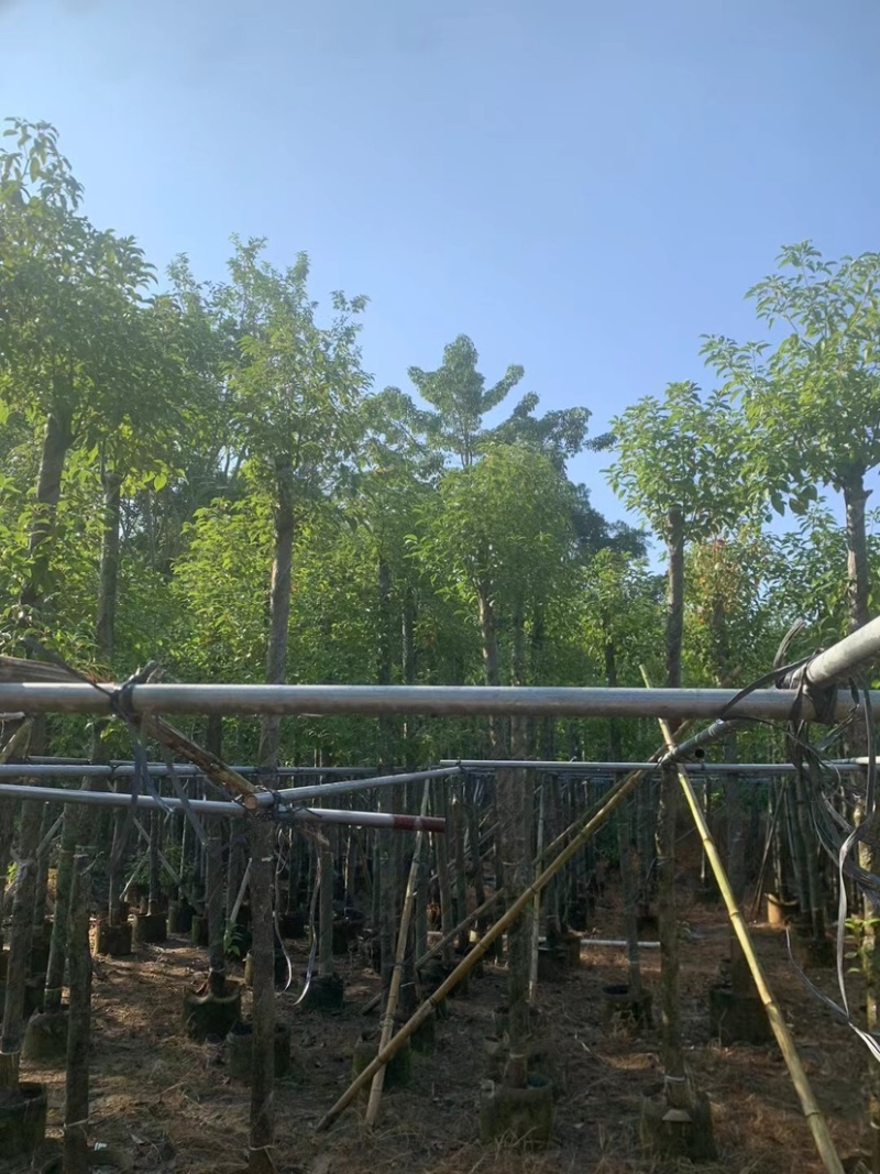 阴香8～12公分基地直销规格齐全欢迎老板来电咨询合作